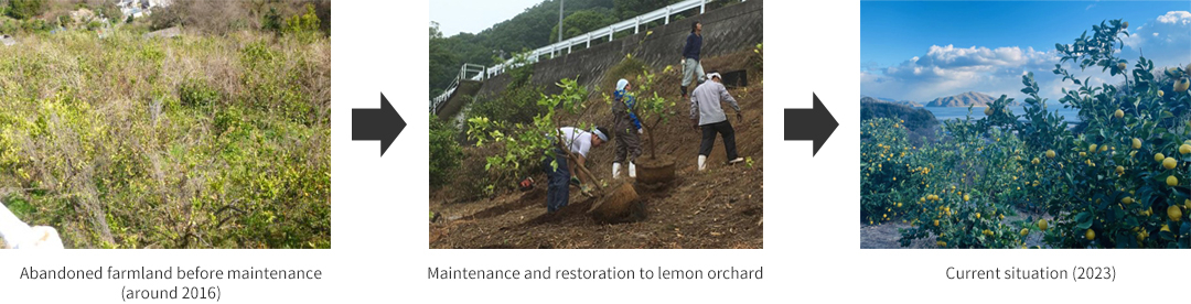 Restoration of Abandoned Farmland into Lemon Orchards